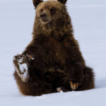 teton teddy by Tom Mangelsen