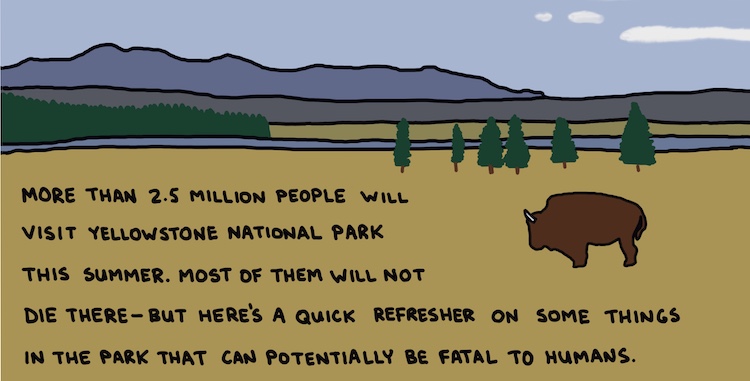 drawing of bison and text: more than 2.5 million people will visit Yellowstone National Park this summer. Most of them will not die there—but here's a quick refresher on some things in the park that can potentially be fatal to humans.