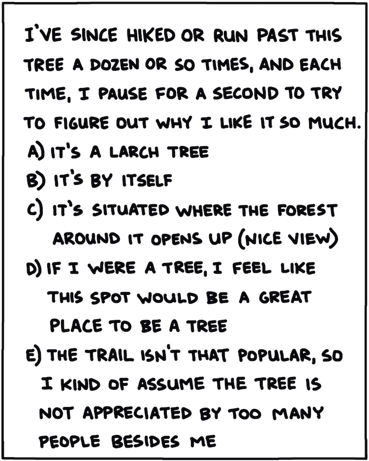 I've since hiked or run past this tree a dozen or so times, and each time, I pause for a second and try to figure out why I like it so much.   a) it's a larch tree b) it's by itself c) it's situated where the forest around it opens up (nice view) d) if I were a tree, I feel like this spot would be a great place to be a tree e) the trail it's on isn't that popular, so I kind of assume it's not appreciated by too many people besides me