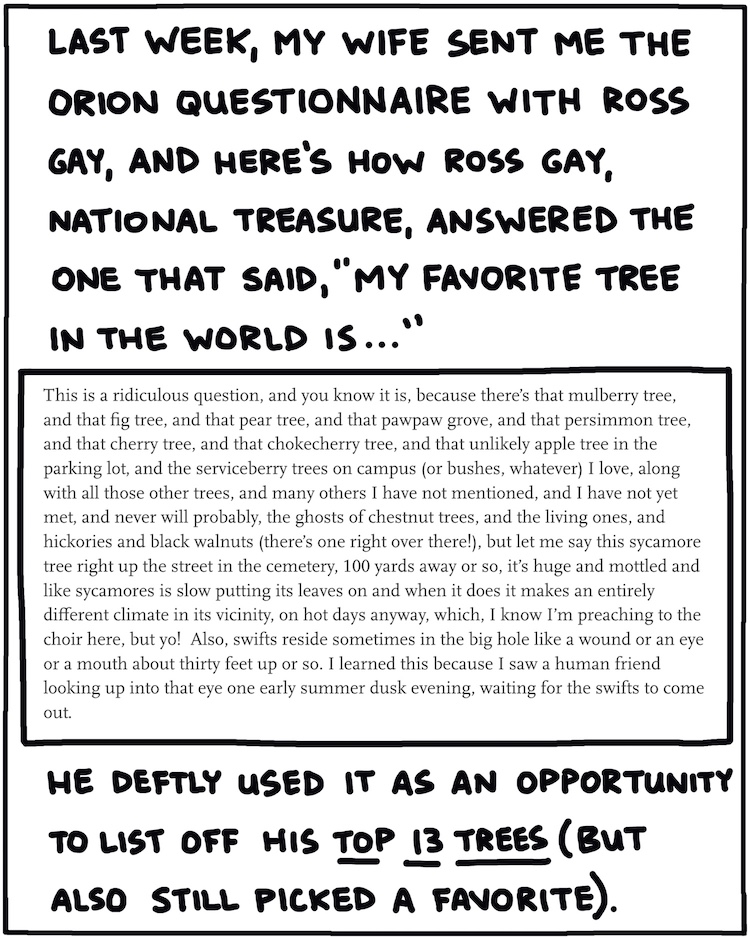 Last week, my wife sent me the Orion Questionnaire with Ross Gay, and here's how Ross Gay, National Treasure, answered the one that said, "My favorite tree in the world is ..."  This is a ridiculous question, and you know it is, because there's that mulberry tree, and that fig tree, and that pear tree, and that pawpaw grove, and that persimmon tree, and that cherry tree, and that chokecherry tree, and that unlikely apple tree in the parking lot, and the serviceberry trees on campus (or bushes, whatever) I love, along with all those other trees, and many others I have not mentioned, and I have not yet met, and never will probably, the ghosts of chestnut trees, and the living ones, and hickories and black walnuts (there's one right over there!), but let me say this sycamore tree right up the street in the cemetery, 100 yards away or so, it's huge and mottled and like sycamores is slow putting its leaves on and when it does it makes an entirely different climate in its vicinity, on hot days anyway, which, I know I'm preaching to the choir here, but yo!  Also, swifts reside sometimes in the big hole like a wound or an eye or a mouth about thirty feet up or so. I learned this because I saw a human friend looking up into that eye one early summer dusk evening, waiting for the swifts to come out.  He deftly used it as an opportunity to list off his top 13 trees (but also still picked a favorite).  