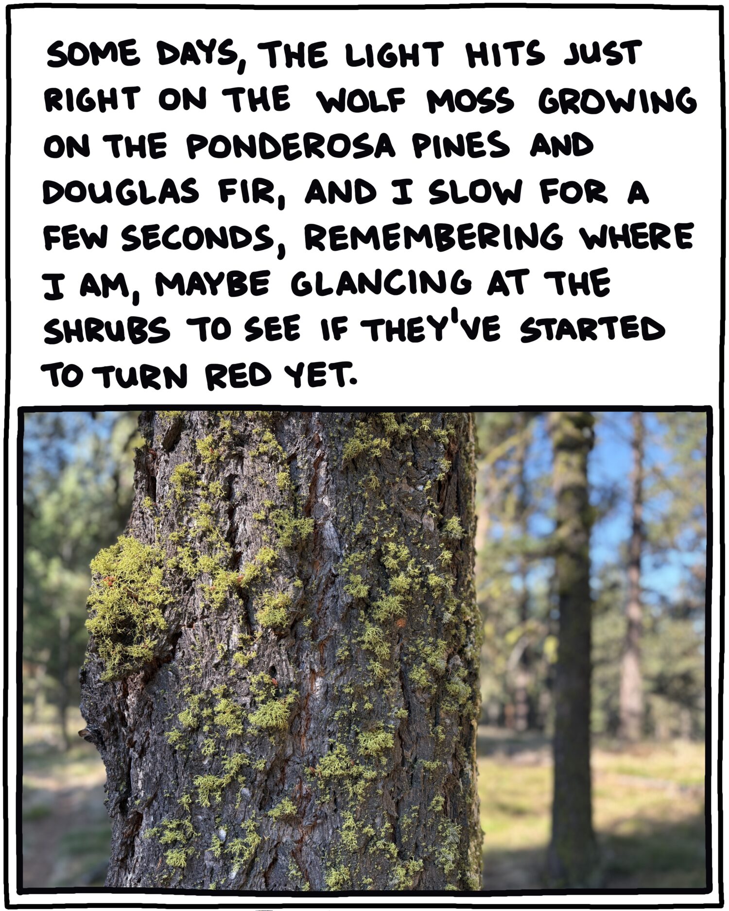 photo of wolf moss on bark of douglas fir tree and text: Some days, the light hits just right on the wolf moss growing on the ponderosa pines and douglas fir, and I slow for a few seconds, maybe glancing at the shrubs to see if they’ve started to turn red yet. 