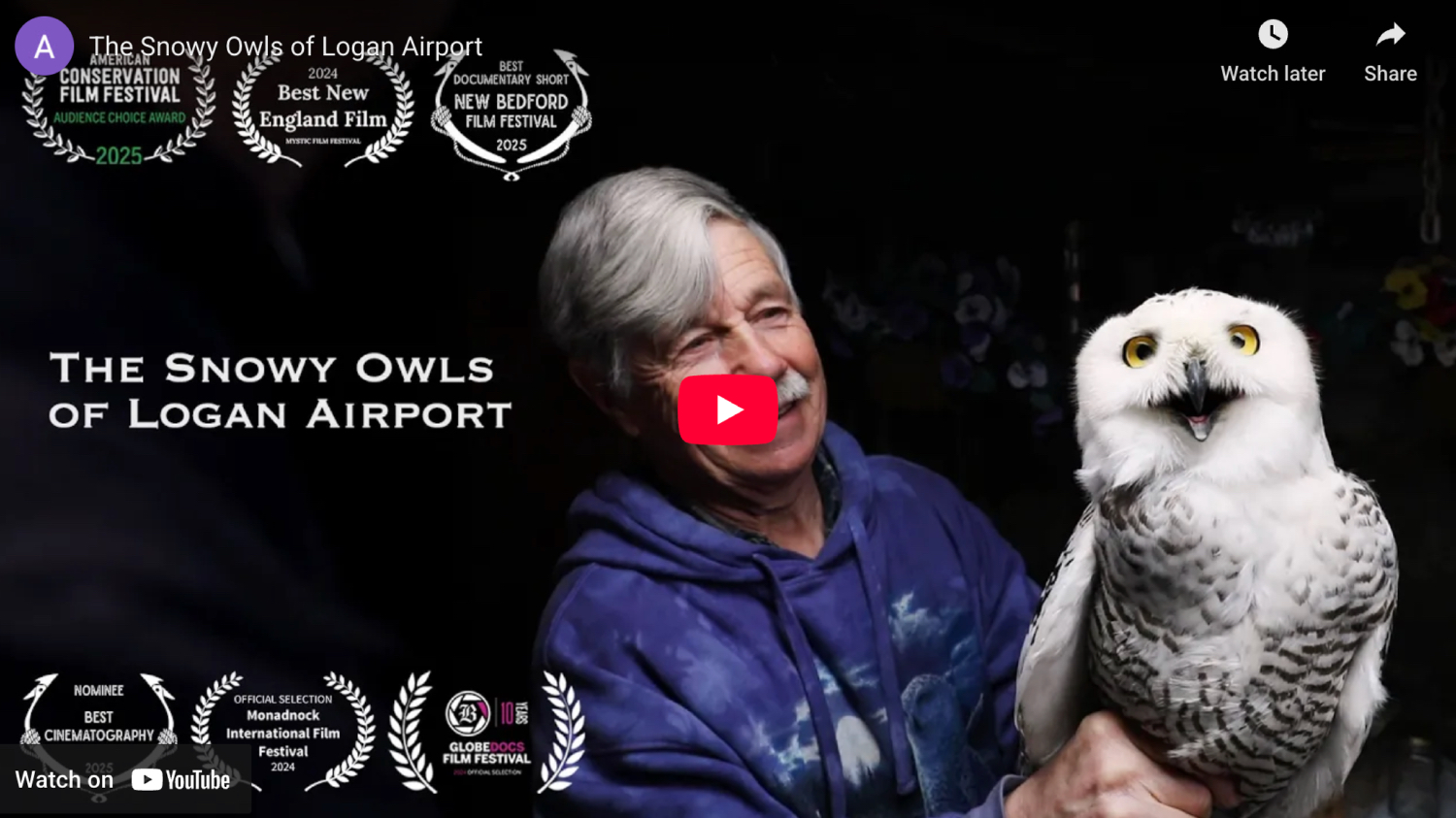 thumbnail from The Snowy Owls of Logan Airport